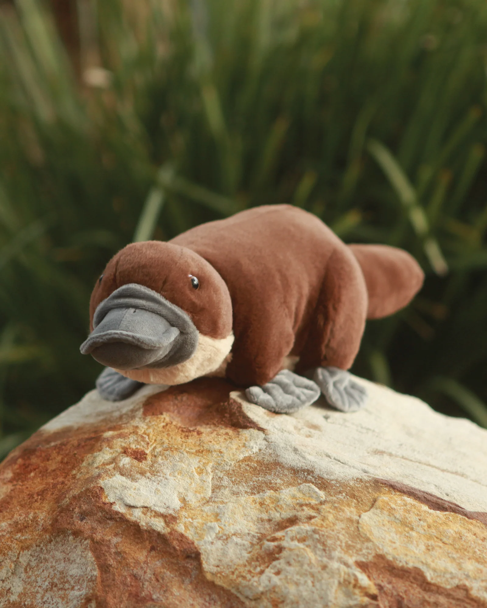 Poppy Platypus - Image 4