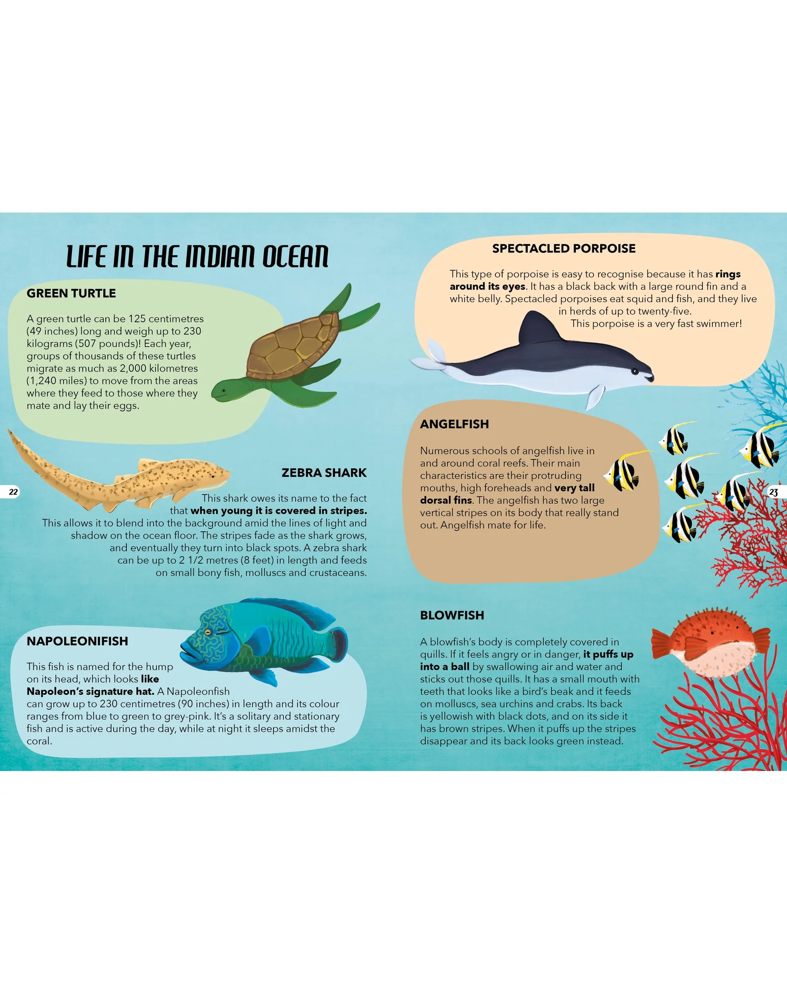 Sassi Travel Learn Explore The Sea - Image 8